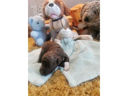Lagotto Romagnolo, κουτάβια κρατήσεων